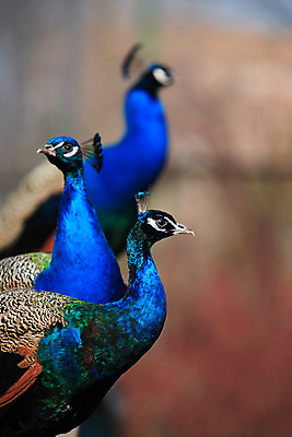 포토 JPG 해외이미지 동물 야생동물 자연 조류 동물원 사람없음 쌍 공작 깃털 호기심 부리 동물상 해외202004 해외포토 감정 컨셉 조형물 생태계 파일형식 이미지허브