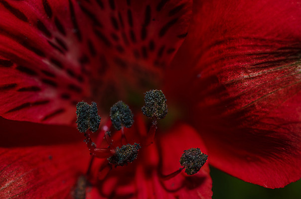 포토 JPG 해외이미지 식물 계절 여자 꽃 행복 꽃다발 결혼 자연 결혼식 선물 사랑 사람없음 컬러풀 장미 봄 성장 축하 쌍 생일 향기 해외202004 해외포토 기념일 감정 컬러 컨셉 사람 이벤트 생태계 냄새 파일형식 이미지허브
