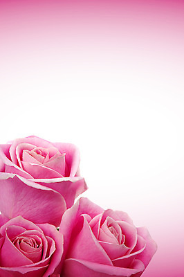 포토 JPG 해외이미지 식물 기념일 꽃잎 꽃 결혼 백그라운드 꽃무늬 자연 발렌타인데이 선물 사랑 사람없음 장미 정원 스파 벚꽃 신선 신용카드 향기 아로마 향 아로마테라피 해외202004 해외포토 감정 무늬 데이이벤트 이벤트 금융 생태계 냄새 테라피 파일형식 이미지허브