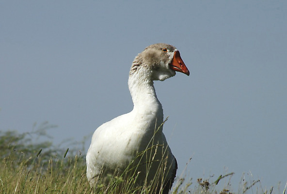 포토 JPG 해외이미지 응시 호수 날개 조류 경비 사람없음 물 여름 강 농장 머리 마을 수영 회색 흰색 시골 연못 뜨거움 보호 군중 깃털 메인 리더 시력 부리 목 거위 물새 제비 해외202004 해외포토 자연요소 동물 시선 계절 컬러 컨셉 농업 안전 사람 신체부위 수상스포츠 파일형식 이미지허브