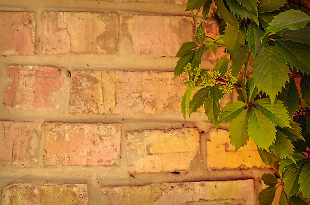 포토 JPG 해외이미지 식물 외관 계절 벽 백그라운드 잎 패턴 건축양식 자연 포도 표면 추상 벽돌 주택 사람없음 야외 건물 장식 빨간색 초록색 컬러풀 와인 정원 봄 성장 가을 바위 나뭇가지 신선 덩굴 관목 질감 포도나무 아이비 내추럴 옛날 해외202004 해외포토 나무 건축물 건축 컬러 무늬 과일 주류 돌_바위 과일나무 생태계 파일형식 이미지허브