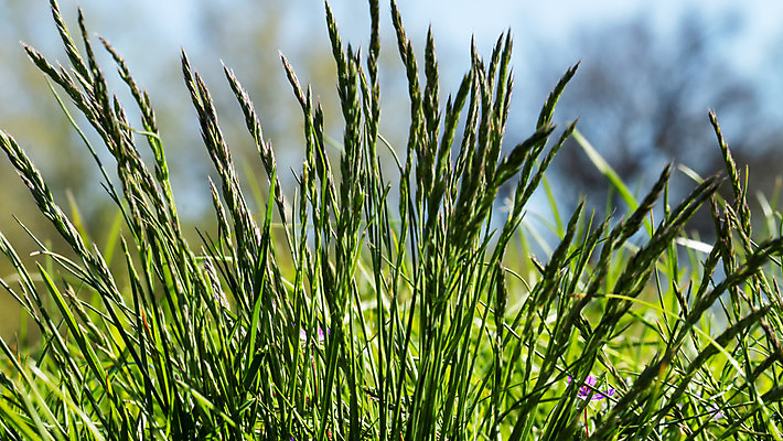 포토 JPG 해외이미지 식물 꽃 봄꽃 자연 씨앗 잔디 사람없음 태양 맑음 봄 먼지 꽃가루 알레르기 해외202004 해외포토 자연요소 계절 날씨 질병 가루 생태계 파일형식 이미지허브