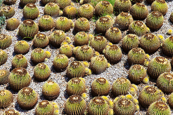 포토 JPG 해외이미지 식물 꽃 패턴 공 자연 선인장 건조 사람없음 초록색 정원 사막 성장 가시 황금 원예 날카로움 리빙 내추럴 해외202004 해외포토 컬러 무늬 취미 생태계 파일형식 이미지허브