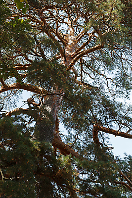 포토 JPG 해외이미지 나무 식물 공원 줄기 백그라운드 낙엽 잎 자연 하늘 풍경 사람없음 야외 초록색 여름 빛 햇빛 태양 봄 활발 성장 덮개 나뭇가지 시골 신선 소나무 숲 큼 아래 각도 장면 나무껍질 빛망울 옛날 해외202004 해외포토 자연요소 계절 공공시설 컬러 컨셉 뚜껑 껍질 크기 방향 생태계 위치 파일형식 이미지허브