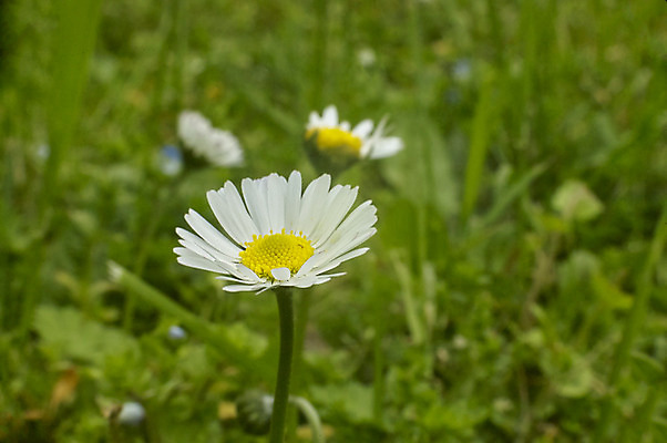 포토 JPG 해외이미지 식물 꽃 자연 국화 사람없음 정원 봄 흰색 개화 허브 원예 데이지 캐모마일 해외202004 해외포토 계절 컬러 취미 생태계 파일형식 이미지허브