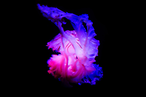 포토 JPG 해외이미지 한마리 사람없음 보라색 바닷속 수중동물 자포동물 해파리 해외202004 해외포토 동물 1 컬러 수중 파일형식 이미지허브