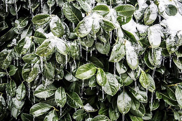 포토 JPG 해외이미지 식물 백그라운드 잎 겨울 자연 사람없음 초록색 물 빛 컬러풀 냉동 얼음 젖음 추위 짜증 물방울 신선 떨어짐 북극 서리 해외202004 해외포토 자연요소 계절 감정 컬러 컨셉 극지방 생태계 파일형식 이미지허브