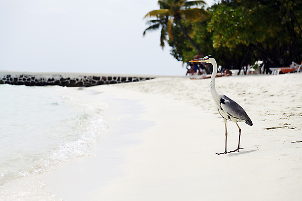 포토 JPG 해외이미지 동물 야생동물 모래 파도 바다 자연 조류 하늘 사람없음 야외 물 여름 태양 걷기 침묵 왜가리 해외202004 해외포토 자연요소 계절 모션 소리 생태계 파일형식 이미지허브