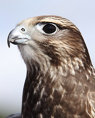 포토 JPG 해외이미지 조류 사람없음 먹이 사냥꾼 해외202004 해외포토 동물 직업 파일형식 이미지허브