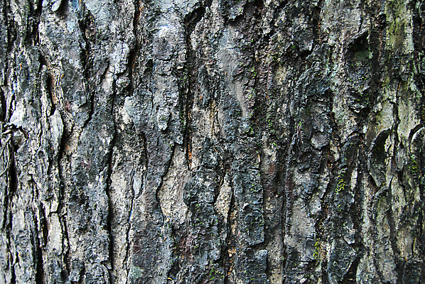 포토 JPG 해외이미지 나무 식물 백그라운드 잎 자연 추상 사람없음 야외 목재 갈색 덮개 껍질 거친 균열 숲 질감 나무껍질 잡동사니 수목 해외202004 해외포토 컬러 무늬 재료 모션 뚜껑 생태계 파일형식 이미지허브