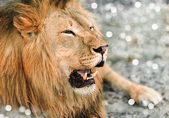 포토 JPG 해외이미지 동물 공원 남자 얼굴 야생동물 백그라운드 포유류 아프리카 자연 털 동물원 사람없음 머리 고양이 황무지 닫기 위험 사자 큼 왕 사파리 육식동물 갈기 사냥꾼 사자자리 사바나 웅장함 해외202004 해외포토 직업 공공시설 나라 컨셉 모션 사람 신체부위 반려동물 별자리 크기 생태계 파일형식 이미지허브