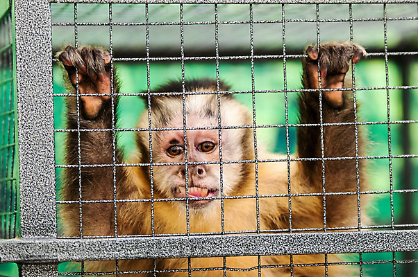 포토 JPG 해외이미지 동물 척추동물 남자 얼굴 야생동물 새끼 포유류 자연 생물 털 사람없음 머리 미국 원숭이 표현 입 큼 호기심 멸종 유인원 이국적 해외202004 해외포토 감정 컨셉 북아메리카 사람 신체부위 크기 생태계 파일형식 이미지허브