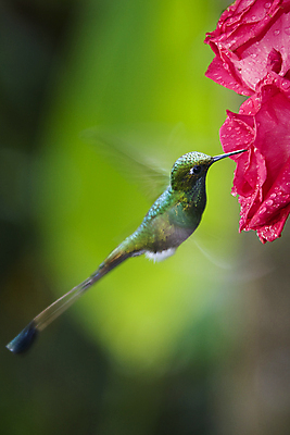포토 JPG 해외이미지 야생동물 여행 날개 자연 조류 사람없음 남아메리카 속도 에콰도르 꿀 동물상 수유 해외202004 해외포토 동물 아메리카 조형물 생태계 파일형식 이미지허브
