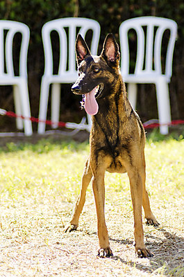 포토 JPG 해외이미지 동물 응시 공원 행복 장난 포유류 털 건강 가면 서기 경비 앉기 잔디 사람없음 야외 반려동물 믿음 정원 검은색 가축 힘 우정 활발 코트 표현 자신감 양치기 경찰 개 선탠 큼 군용 보안 근육질 보호자 송곳니 경보 기르기 동반자 복종 신앙심 아기사슴 유래 지능 총구 충실 힘찬 해외202004 해외포토 식물 직업 시선 공공시설 감정 새끼 컬러 컨셉 모션 근육 사슴 군대 안전 친구 외투 치아 보호 크기 몸매 돌봄 파일형식 이미지허브