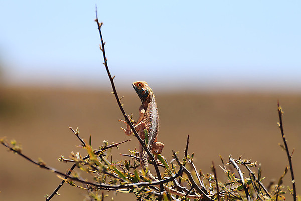 포토 JPG 해외이미지 동물 야생동물 여행 아프리카 국립공원 저울 사람없음 컬러풀 나뭇가지 닫기 사파리 오르기 도마뱀 나미비아 남아프리카 사바나 해외202004 해외포토 나무 공원 나라 컬러 파충류 모션 파일형식 이미지허브