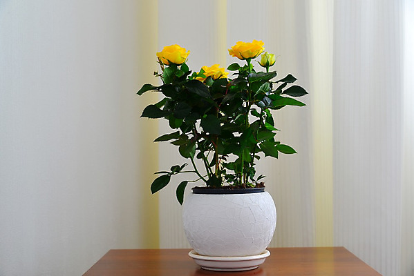 포토 JPG 해외이미지 식물 꽃 분홍색 백그라운드 자연 탁자 주택 실내 사람없음 내부 장식 초록색 빛 장미 노란색 방 벚꽃 흰색 신선 커튼 냄비 정상 오브젝트 심기 해외202004 해외포토 컬러 가구 모션 건물 솥 생태계 파일형식 이미지허브