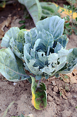 포토 JPG 해외이미지 식물 음식 잎 농업 채소 부분 건강 들기 사람없음 야외 초록색 농장 농경지 정원 성장 물방울 시골 신선 이슬 과수원 유기농 원예 양배추 내추럴 밭일 해외202004 해외포토 웰빙 산업 컬러 모션 취미 파일형식 이미지허브