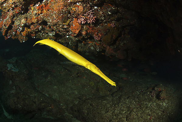 포토 JPG 해외이미지 어류 사람없음 물 수중 동굴 암초 해외202004 해외포토 자연요소 수중동물 파일형식 이미지허브