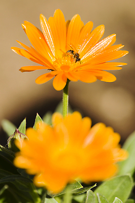 포토 JPG 해외이미지 식물 동물 꽃 곤충 오렌지 자연 사람없음 정원 봄 묘사 꽃가루 꿀 해외202004 해외포토 계절 과일 가루 생태계 파일형식 이미지허브