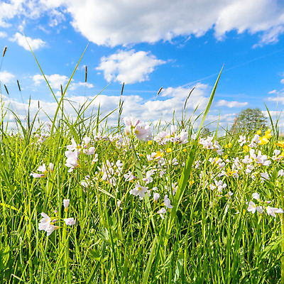 포토 JPG 해외이미지 식물 계절 꽃잎 꽃 행복 분홍색 백그라운드 잎 꽃무늬 밭 농업 자연 하늘 풍경 사람없음 야외 장식 빨간색 초록색 여름 파란색 컬러풀 노란색 환경 정원 보라색 봄 활발 성장 벚꽃 흰색 나뭇가지 신선 개화 다발 묘사 데이지 내추럴 해외202004 해외포토 나무 감정 산업 컬러 컨셉 무늬 생태계 파일형식 이미지허브