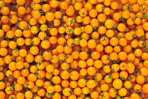 포토 JPG 해외이미지 식물 음식 줄기 백그라운드 잎 농업 다이어트 토마토 채소 과일 재료 자연 건강 요리 사람없음 빨간색 노란색 샐러드 흰색 신선 원형 체리 맛 떨어짐 작음 먹기 향신료 오브젝트 유기농 날것 내추럴 고립 숙성 식용 채식주의자 해외202004 해외포토 도형 웰빙 산업 컬러 컨셉 모션 크기 생태계 채식 향미료 파일형식 이미지허브