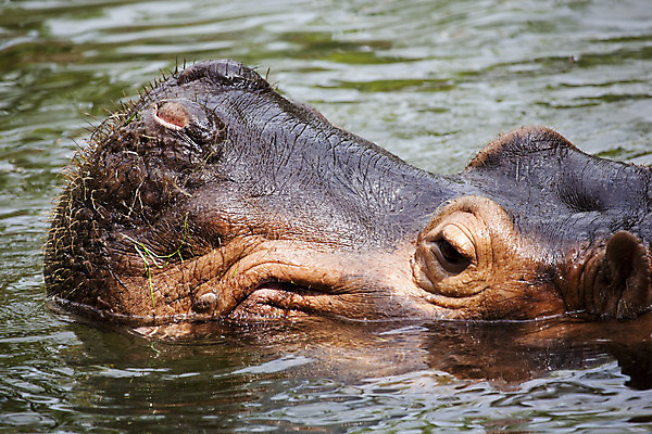 포토 JPG 해외이미지 동물 1 얼굴 야생동물 여행 백그라운드 신체 포유류 아프리카 자연 생물 동물원 양서류 사람없음 가로 물 강 컬러풀 갈색 머리 수영 흰색 입 황무지 위험 큼 가득함 사파리 싱글 하마 무거움 남쪽 내추럴 해외202004 해외포토 자연요소 나라 컬러 컨셉 신체부위 수상스포츠 무게 크기 방향 생태계 파일형식 이미지허브