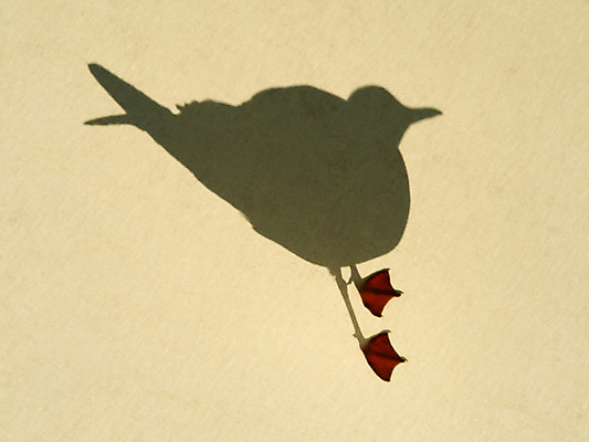 포토 JPG 해외이미지 동물 야생동물 바다 백그라운드 날개 발 자연 갈매기 조류 그림자 앉기 사람없음 빨간색 노란색 자유 그늘 심볼 깃털 대패 양발 해외202004 해외포토 컬러 컨셉 모션 신체부위 생태계 파일형식 이미지허브