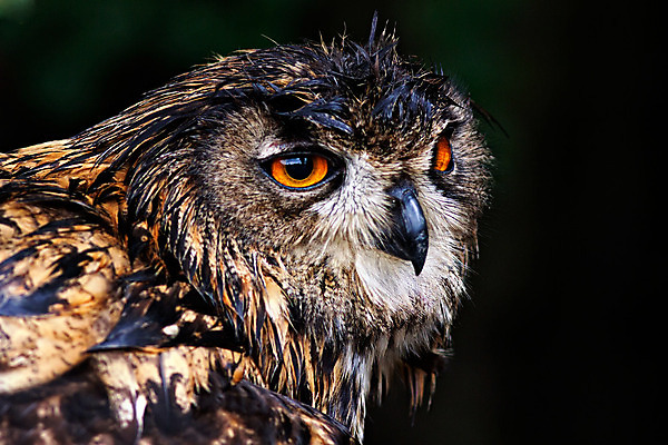 포토 JPG 해외이미지 응시 얼굴 오렌지 조류 서기 사람없음 야외 갈색 젖음 분노 흰색 닫기 야간 위험 큼 손목시계 깃털 경계 싱글 부리 귀 독수리 육식동물 비전 부엉이 사냥꾼 경보 지능 해외202004 해외포토 자연요소 동물 직업 시선 감정 시계 컬러 컨셉 과일 장신구 모션 신체부위 크기 파일형식 이미지허브