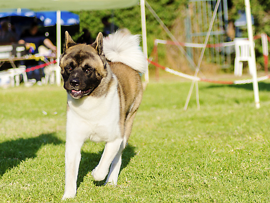 포토 JPG 해외이미지 동물 응시 공원 행복 장난 포유류 털 건강 경비 잔디 사람없음 야외 반려동물 달리기 갈색 믿음 일본 가축 힘 활발 코트 흰색 표현 작업 용기 개 꼬리 사냥 송곳니 추적 경보 기르기 더블 동반자 복종 신앙심 아기사슴 유래 지능 충실 힘찬 해외202004 해외포토 식물 그릇 시선 공공시설 감정 아시아 새끼 컬러 컨셉 모션 사슴 안전 외투 치아 보호 돌봄 파일형식 이미지허브