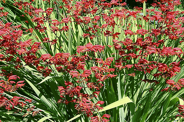 포토 JPG 해외이미지 식물 꽃 자연 사람없음 빨간색 초록색 내추럴 많음 해외202004 해외포토 컬러 컨셉 생태계 파일형식 이미지허브