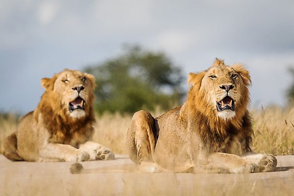 포토 JPG 해외이미지 동물 야생동물 여행 포유류 아프리카 자연 생물 털 동물원 사람없음 환경 고양이 힘 분노 황무지 위험 사자 큼 왕 모피 사파리 리더 형제 육식동물 사냥꾼 멸종 사자자리 표범 내추럴 사바나 웅장함 해외202004 해외포토 직업 남자 감정 나라 컨셉 가족 반려동물 별자리 크기 생태계 파일형식 이미지허브