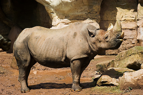 포토 JPG 해외이미지 동물 척추동물 응시 남자 얼굴 야생동물 백그라운드 신체 포유류 아프리카 자연 뿔 동물원 서기 사람없음 옆모습 힘 산책 회색 흰색 황무지 닫기 위험 큼 자르기 사파리 슛 멸종 코뿔소 고립 땅바닥 옛날 채식주의자 차단 해외202004 해외포토 시선 나라 뷰포인트 컬러 컨셉 모션 휴식 바닥 사람 신체부위 크기 생태계 채식 파일형식 이미지허브