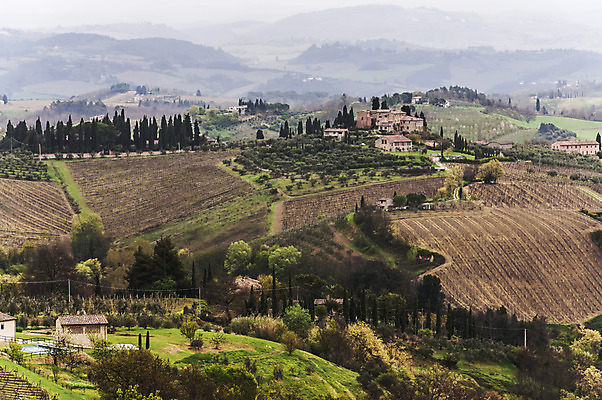 포토 JPG 해외이미지 나무 유럽 여행 밭 자연 포도 주택 풍경 사람없음 야외 초록색 농장 농경지 와인 이탈리아 시골 빌라 언덕 시력 포도밭 포도나무 밭일 양조장 토스카나 해외202004 해외포토 식물 나라 컬러 농업 과일 주류 건물 과일나무 생태계 파일형식 이미지허브