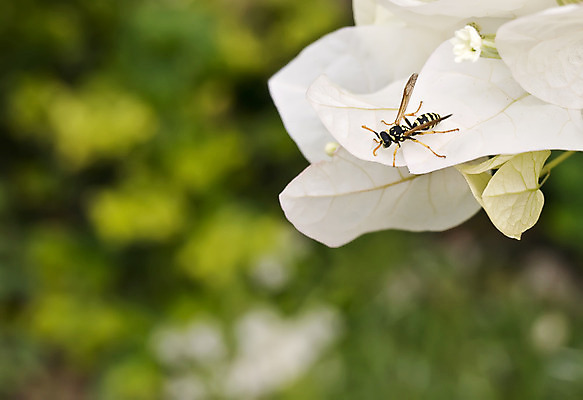 포토 JPG 해외이미지 계절 종이 곤충 자연 노동자 사람없음 환경 봄 시골 둥지 말벌 지중해 묘사 꽃가루 벌집 몰타섬 생태학 식민지 해외202004 해외포토 동물 직업 교육 바다 섬 벌_곤충 가루 생태계 몰타 파일형식 이미지허브