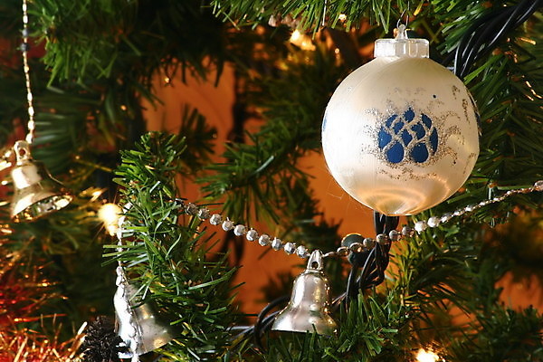 포토 JPG 해외이미지 나무 크리스마스 공 휴가 전등 매달리기 사람없음 장식 장식볼 종 화려 포인세티아 해외202004 해외포토 식물 기념일 꽃 컨셉 모션 조명 파일형식 이미지허브