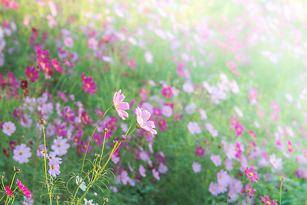 포토 JPG 해외이미지 식물 꽃잎 꽃 백그라운드 꽃무늬 밭 자연 사람없음 야외 가로 초록색 파란색 노란색 정원 봄 벚꽃 흰색 개화 선택 원예 부드러움 내추럴 깊이 블러 해외202004 해외포토 계절 컬러 컨셉 무늬 농업 취미 감각 생태계 파일형식 이미지허브