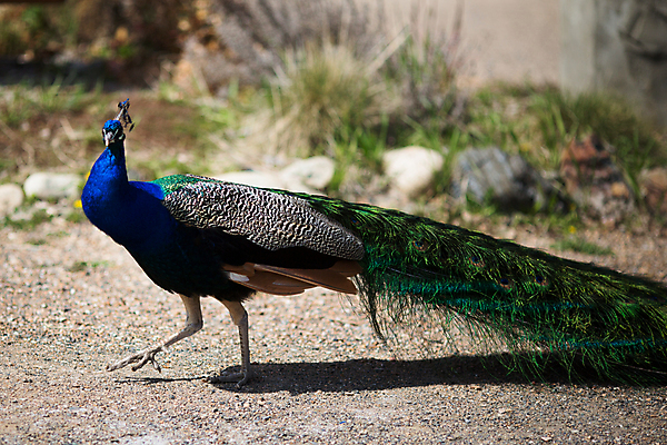 포토 JPG 해외이미지 동물 1 남자 야생동물 여행 백그라운드 패턴 오렌지 자연 조류 왕관 동물원 서기 사람없음 야외 가로 초록색 파란색 컬러풀 머리 활발 화려 우아함 공작 인도인 깃털 묘사 꼬리 부리 목 보여주기 꿩 멀티 터키석 해외202004 해외포토 외국인 컬러 컨셉 무늬 과일 모션 사람 동양인 신체부위 보석 생태계 파일형식 이미지허브