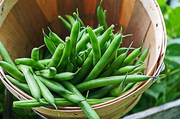 포토 JPG 해외이미지 식물 음식 채소 콩 건강 사람없음 초록색 바구니 정원 신선 해외202004 해외포토 컬러 곡류 파일형식 이미지허브