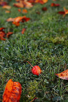 포토 JPG 해외이미지 식물 잎 과일 자연 잔디 사람없음 빨간색 초록색 물 정원 가을 물방울 사과 이슬 카피스페이스 해외202004 해외포토 자연요소 계절 컬러 공백 생태계 파일형식 이미지허브