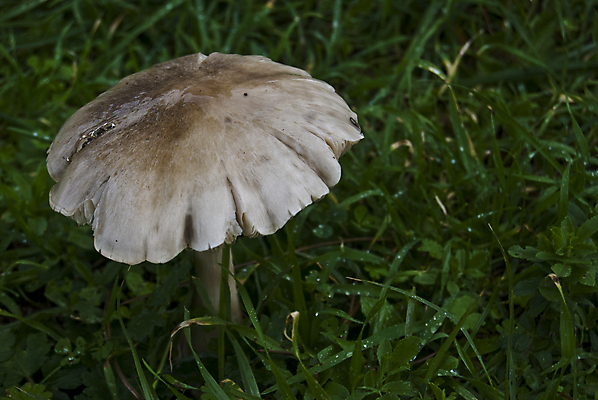 포토 JPG 해외이미지 식물 계절 음식 다이어트 채소 자연 건강 사람없음 초록색 갈색 버섯 가을 흰색 신선 내추럴 곰팡이 식용 채식주의자 캡모자 해외202004 해외포토 모자_잡화 컬러 생태계 채식 파일형식 이미지허브