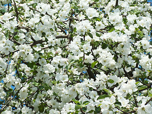 포토 JPG 해외이미지 나무 식물 계절 꽃잎 꽃 백그라운드 밭 자연 하늘 새로움 사람없음 야외 초록색 파란색 침묵 봄 성장 벚꽃 게 흰색 나뭇가지 신선 닫기 사과 시작 장면 꽃수술 해외202004 해외포토 컬러 컨셉 농업 과일 모션 갑각류 소리 생태계 파일형식 이미지허브