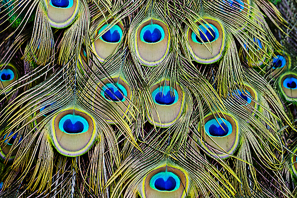 포토 JPG 해외이미지 자연 조류 사람없음 초록색 파란색 공작 깃털 해외202004 해외포토 동물 컬러 생태계 파일형식 이미지허브