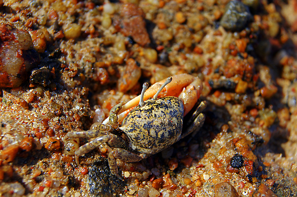 포토 JPG 해외이미지 동물 음식 바다 포즈 신체 자연 낚시 새우 집게 육류 갑각류 어류 요리 사람없음 빨간색 수중 저녁식사 게 껍질 흰색 구멍 동굴 시장 습지 바닷가재 땅 해산물 싱글 클립 고립 등딱지 소금물 집게발 생존 해외202004 해외포토 컬러 식재료 레저 식사 수중동물 가재 생태계 파일형식 이미지허브