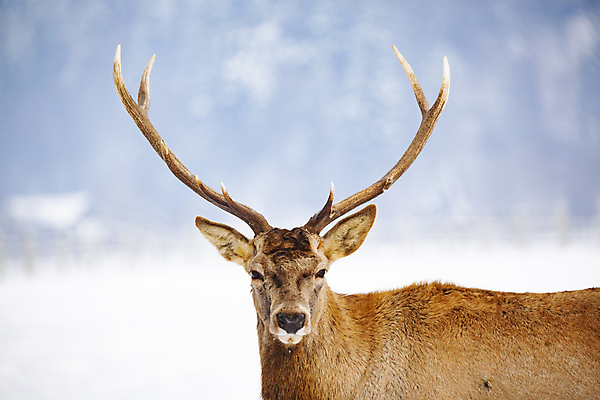 포토 JPG 해외이미지 주간 응시 야생동물 겨울 사슴 뿔 풍경 사람없음 야외 숲 해외202004 해외포토 자연요소 동물 시선 계절 포유류 파일형식 이미지허브