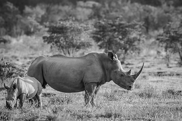 포토 JPG 해외이미지 동물 척추동물 공원 야생동물 여행 포유류 아프리카 자연 초식동물 뿔 종류 사람없음 야외 힘 게임 흰색 아기 황무지 보호 위험 큼 사파리 멸종 코뿔소 남쪽 송아지 동물상 사바나 삶기 전국 해외202004 해외포토 공공시설 나라 새끼 컬러 컨셉 놀이 사람 조형물 소 크기 방향 생태계 파일형식 이미지허브