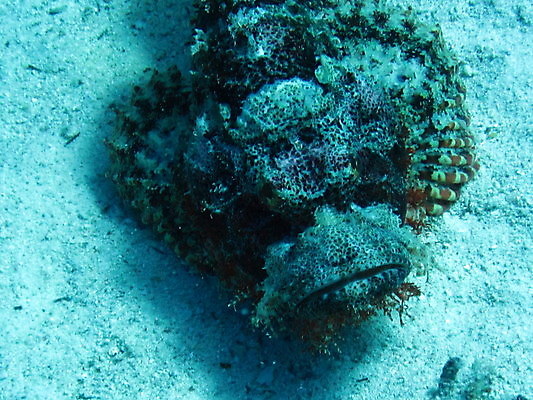 포토 JPG 해외이미지 야생동물 바다 자연 이집트 어류 사람없음 수중 해외202004 해외포토 동물 아프리카 수중동물 생태계 파일형식 이미지허브