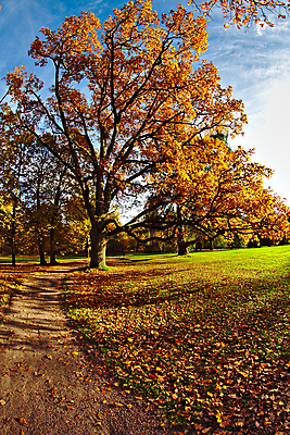 포토 JPG 해외이미지 나무 식물 계절 공원 길 여행 백그라운드 잎 오렌지 자연 따뜻함 풍경 사람없음 야외 빨간색 초록색 빛 컬러풀 노란색 환경 일몰 활발 가을 황금 숲 9월 11월 주말 10월 내추럴 해외202004 해외포토 공공시설 컬러 컨셉 과일 노을 날짜 생태계 파일형식 이미지허브