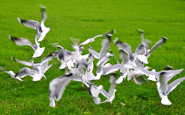 포토 JPG 해외이미지 갈매기 조류 사람없음 혼란 해외202004 해외포토 동물 컨셉 파일형식 이미지허브