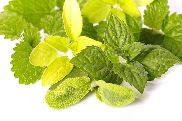 포토 JPG 해외이미지 식물 음식 백그라운드 잎 채소 재료 자연 파슬리 건강 요리 사람없음 초록색 약 정원 흙 봄 성장 신선 만 조미료 맛 다발 먹기 레몬 민트 허브 향신료 유기농 향기 냄새 아로마 향 로즈메리 내추럴 딜 세이지 식욕 오레가노 처음 치료제 해외202004 해외포토 웰빙 계절 컬러 컨셉 과일 의학 모션 생태계 향미료 파일형식 이미지허브