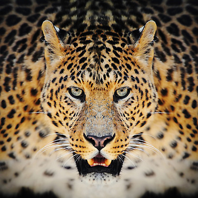 포토 JPG 해외이미지 동물 응시 공원 얼굴 야생동물 포유류 아프리카 자연 친절 수염 털 사람없음 야외 노란색 환경 검은색 고양이 힘 분노 점 황무지 닫기 치아 위험 큼 왕 모피 사파리 속도 육식동물 사냥꾼 표범 웅장함 힘찬 해외202004 해외포토 직업 시선 공공시설 감정 나라 컬러 컨셉 모션 신체부위 반려동물 소화기관 크기 생태계 파일형식 이미지허브